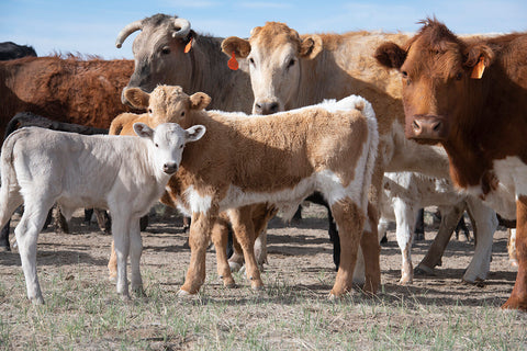 Cows thrive on the ranch