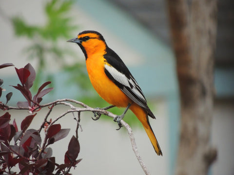 BUOR Bullock's Oriole by Sarah Driscoll 