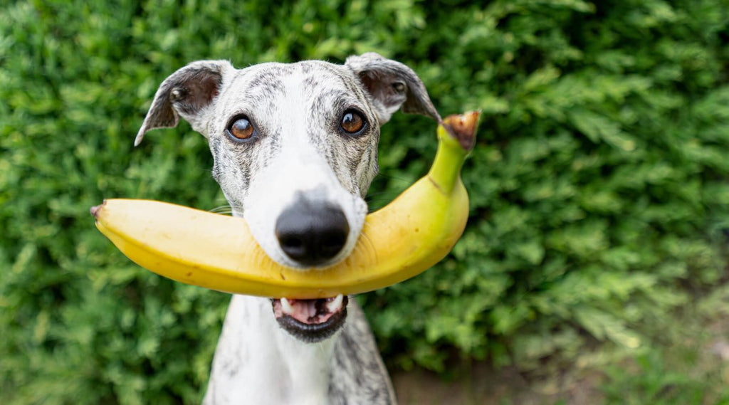 politik th vakuum Dürfen Hunde Banane essen? | AniForte Magazin