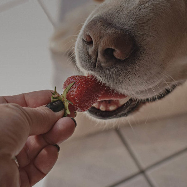 Dürfen Hunde Erdbeeren essen? AniForte Magazin