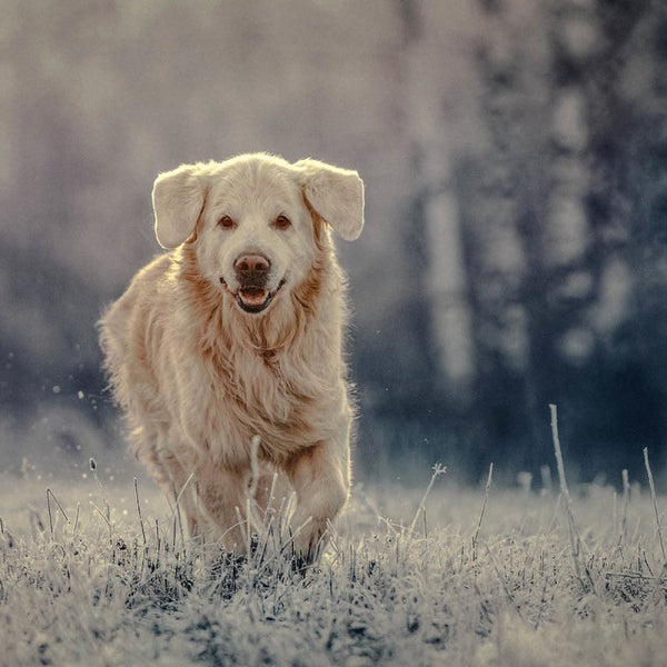 Fell & Skin: Den pleje til din hund om vinteren AniForte