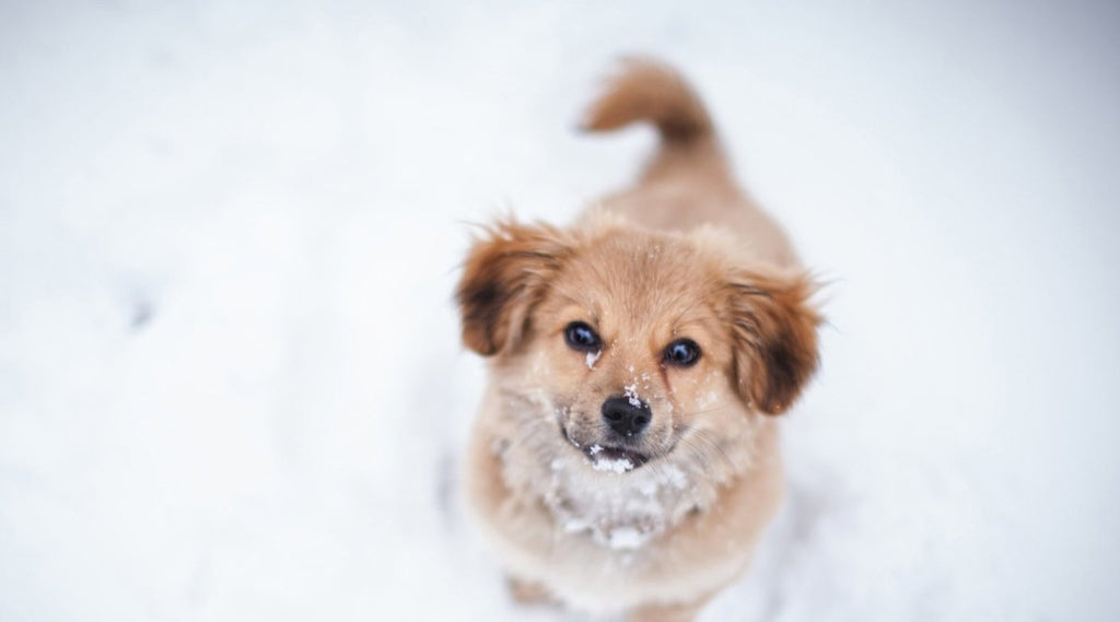 At blokere Atlantic matematiker Sne gastritis: snespisning hos hunde – AniForte