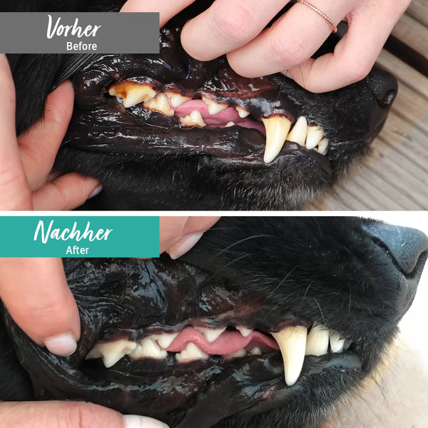 Vorher-Nachher Ergebnis nach Denta Clean & Care Pulver Anwendung