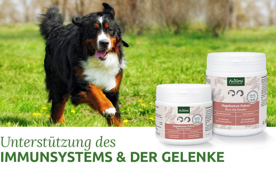 Immunsystem Hund - Hagebuttenpulver