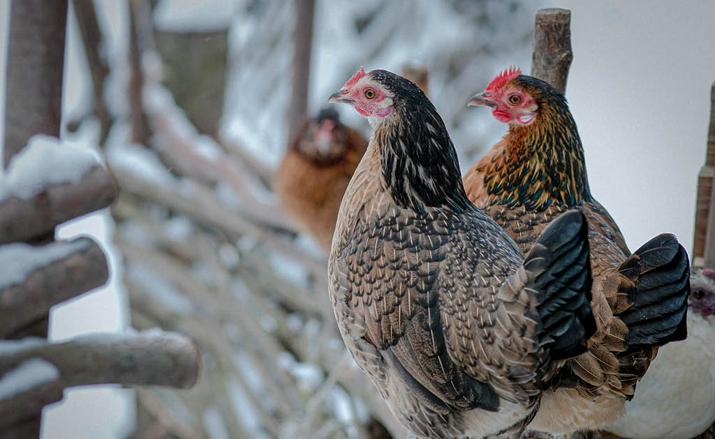 Hühnerhaltung-im-Winter