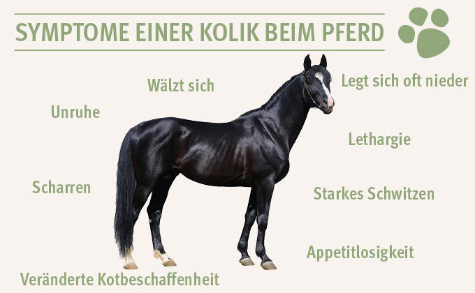 Symptome-Kolik-Pferd