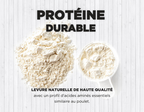 Protéine durable - Levure naturelle de haute qualité avec un profil d'acides aminés essentiels