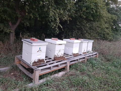 Beehives at the end of summer