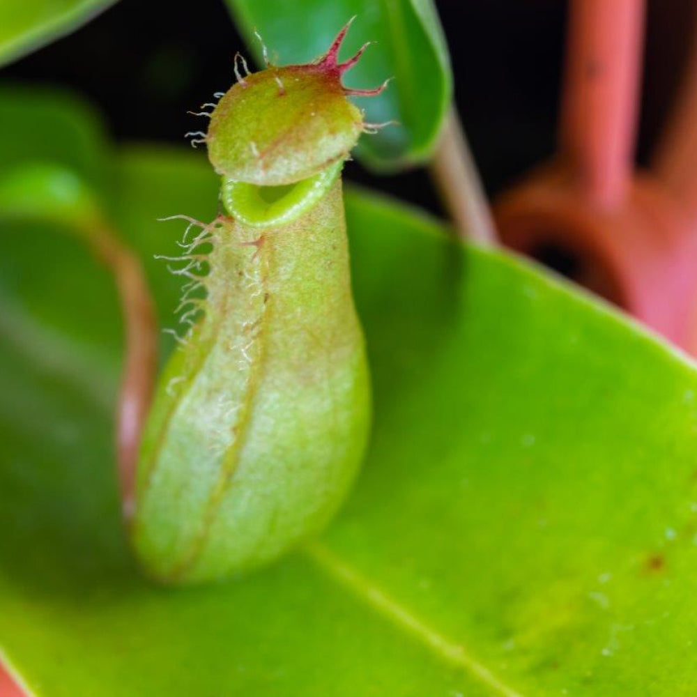 Tropical Pitcher - Know Your Plant - Shop Online