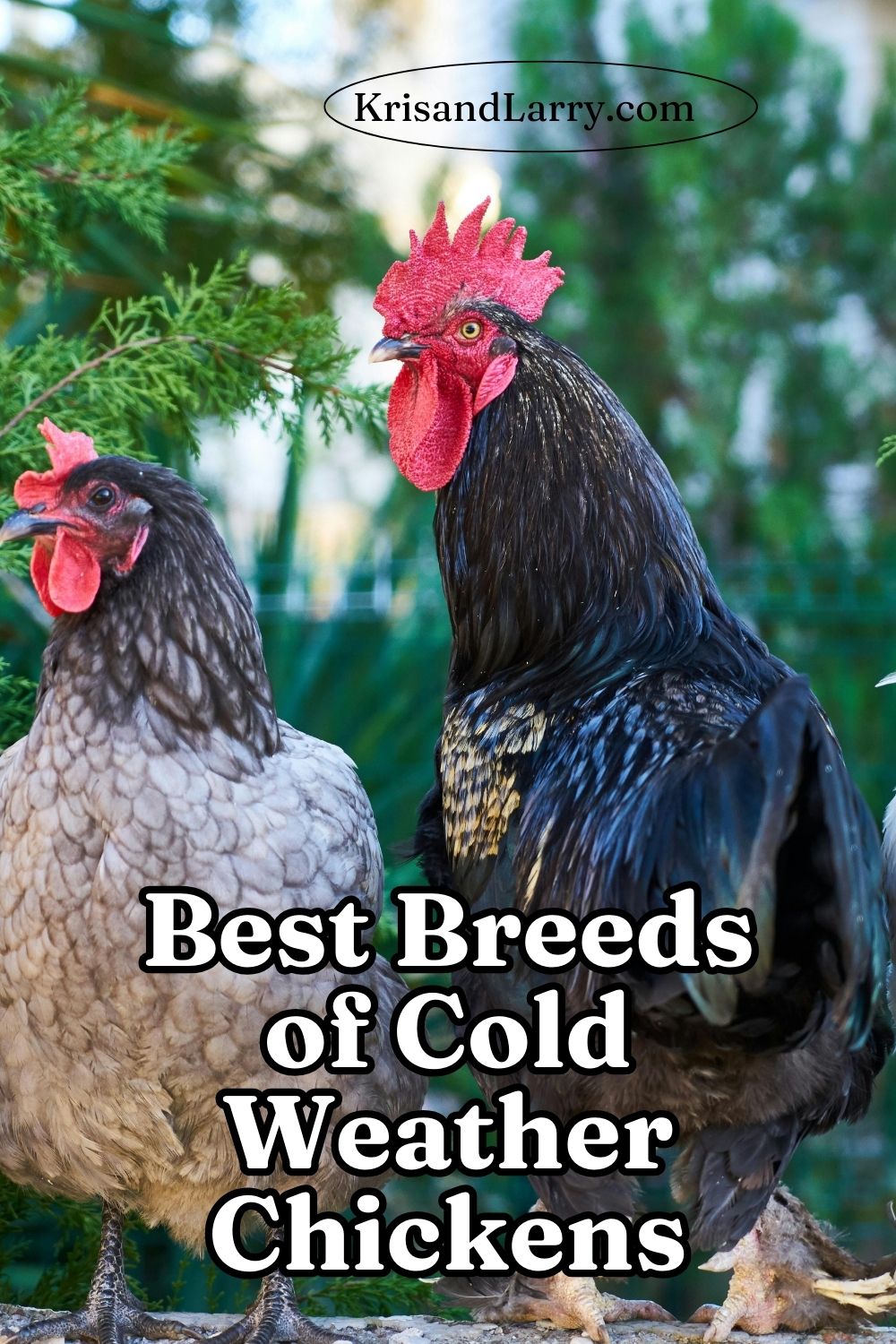 Chicken Breeds That Handle Winter Well