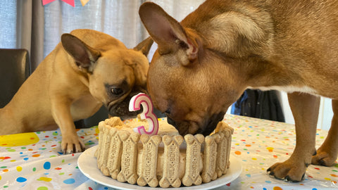 dog birthday cake