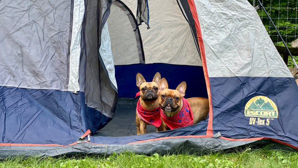 camping with french bulldog