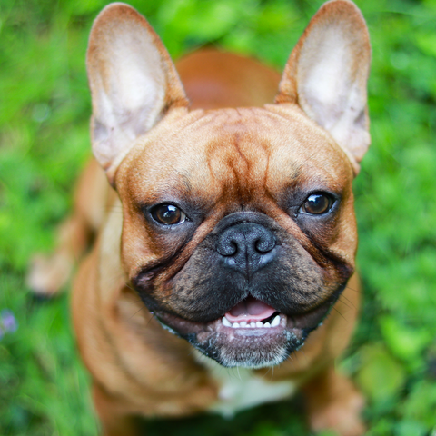 how to clean french bulldog wrinkles