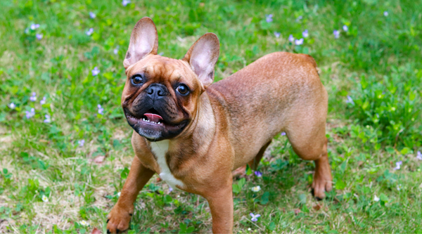 HOW TO TAKE CARE OF A FRENCH BULLDOG
