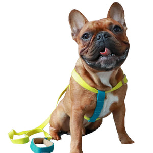 is a collar or harness better for a french bulldog