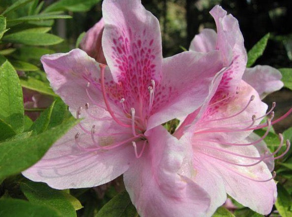 Azalea 'George L. Taber' 粉杜鹃 – 