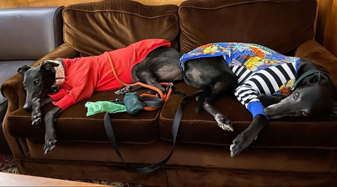 Karla is sleeping on a big brown couch, butt to butt with her beloved, a fellow black greyhound.