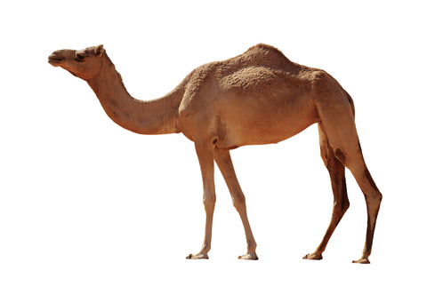 Halal Camel Meat
