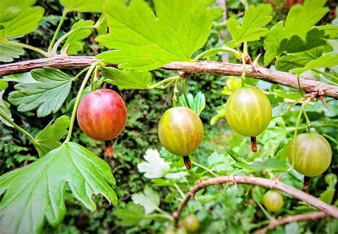 Stachelbeerstrauch mit Früchten