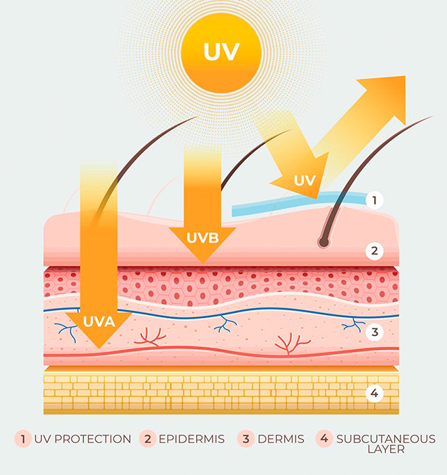 skin barrier