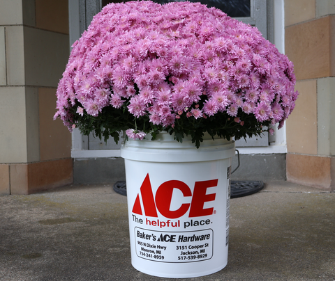 Ace Hardware Flowers in Bucket