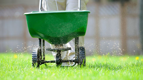 Grass seed spreader on lawn
