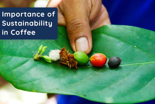 The Importance of Sustainability in Coffee