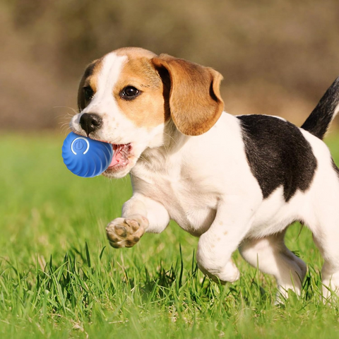 balle-pour-chien