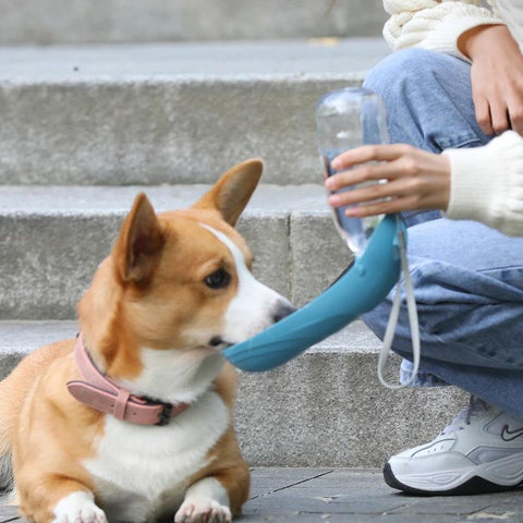 bouteille-d'eau-portable-pour-chien