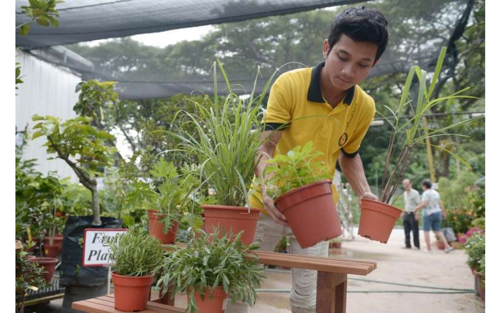 mosquito repellent ground cover