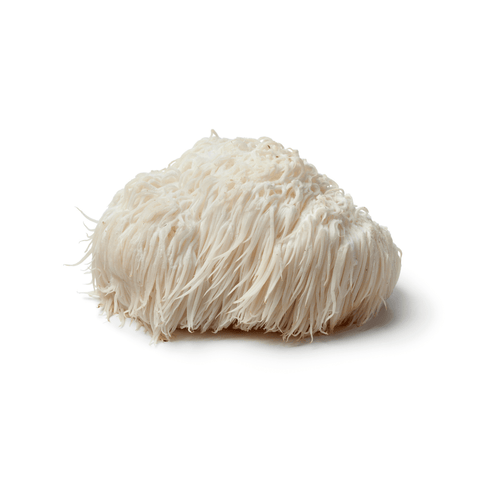 Lions Mane for Athletes