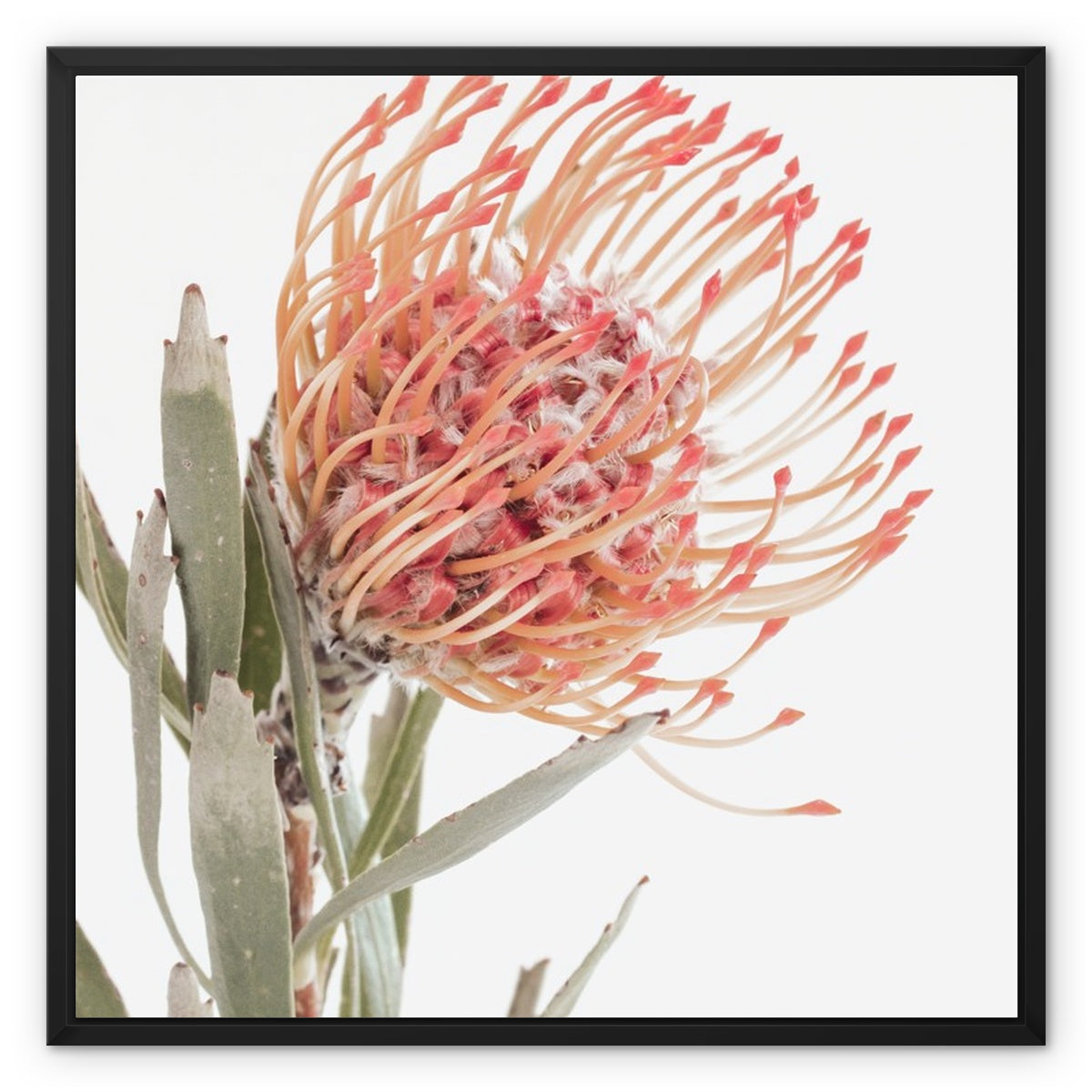 Pincushion Plant I Framed Canvas