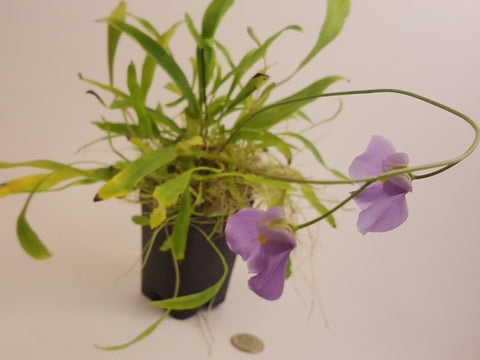 Utricularia Longifolia in Bloom