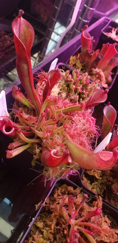 Heliamphora Minor