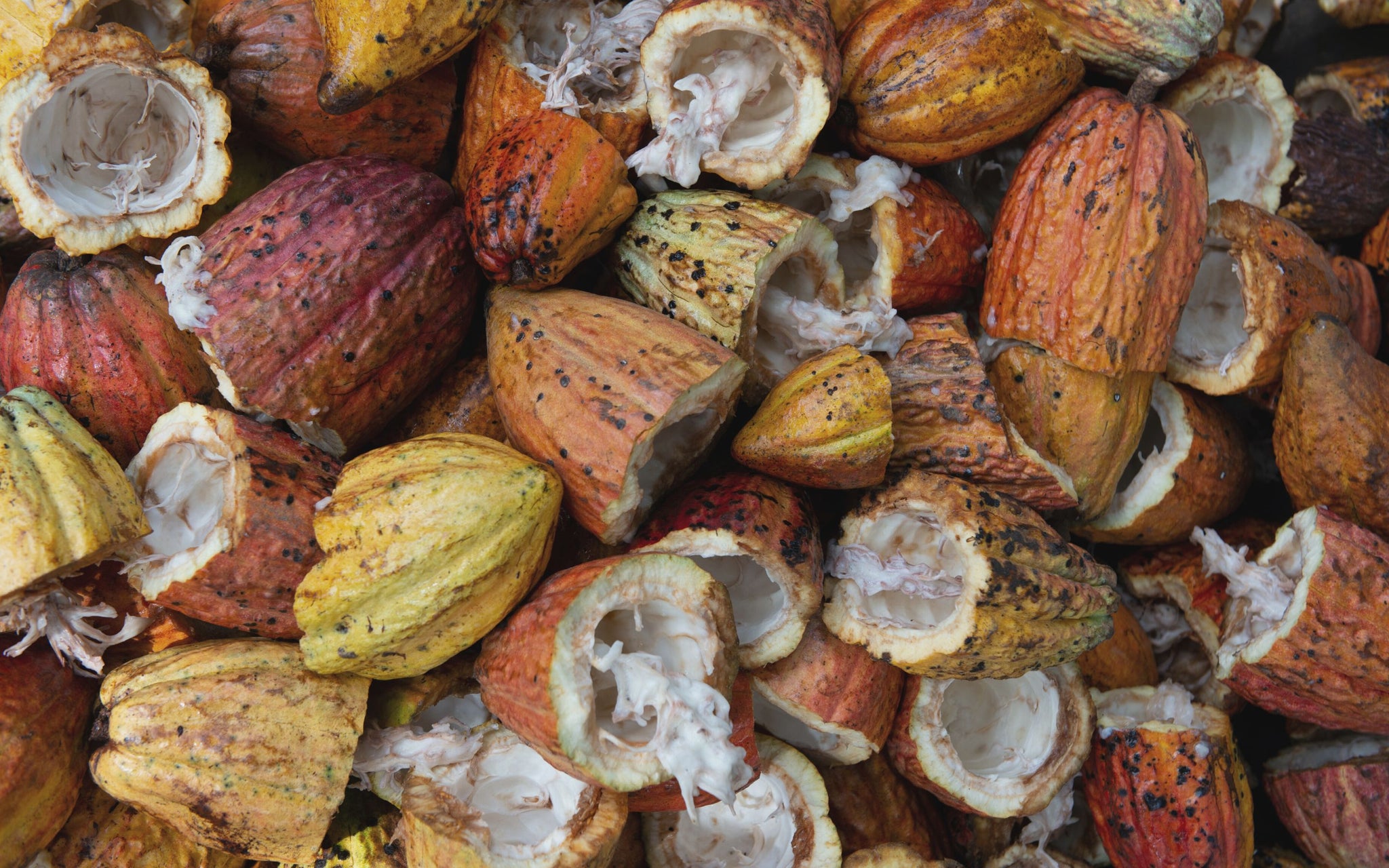 Cocoa Pods