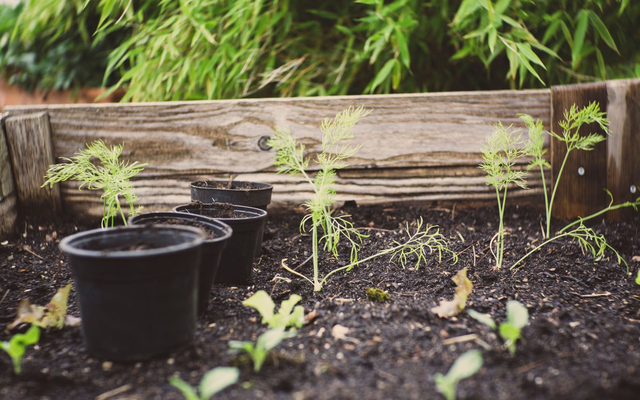 A raised bed with young plants