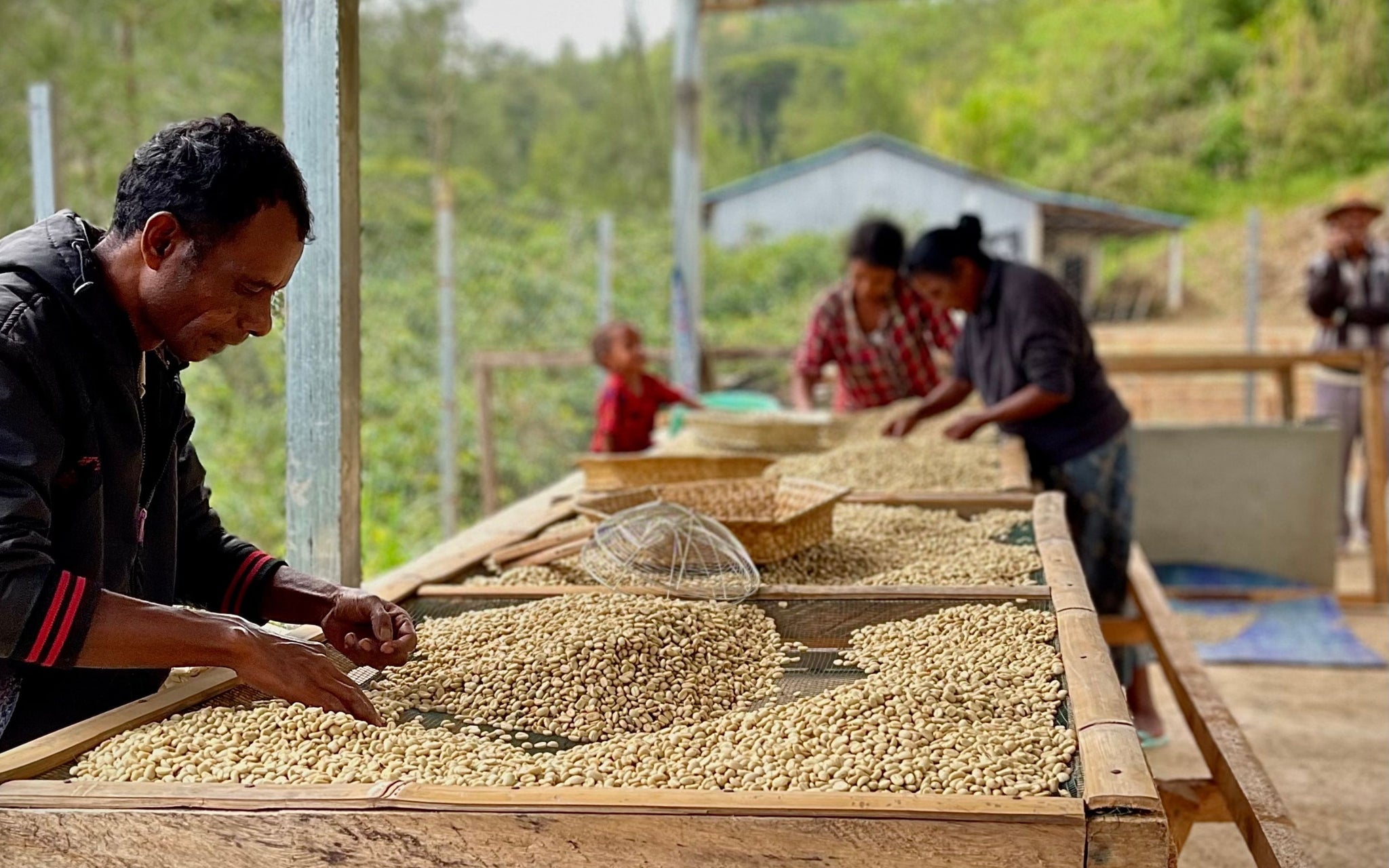 Members of the Rotutu Cooperative processing coffee beans