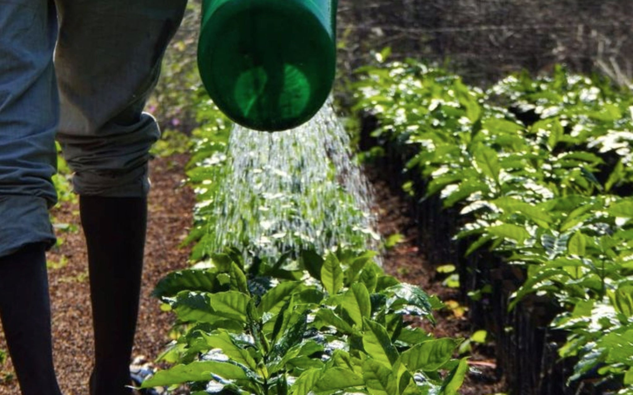 Watering coffee seedlings