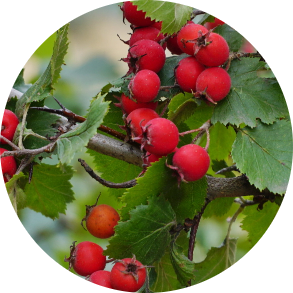 Hawthorn Berry