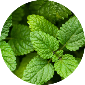 LEMON BALM