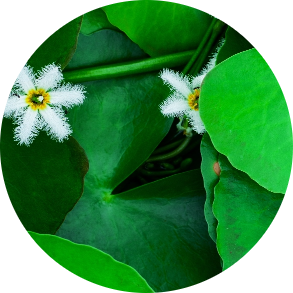 BACOPA