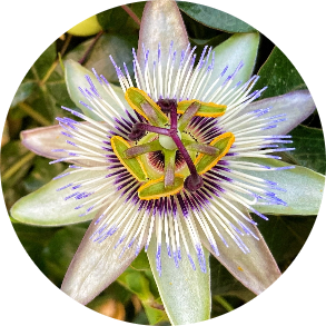 PASSIONFLOWER