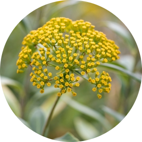 Bupleurum