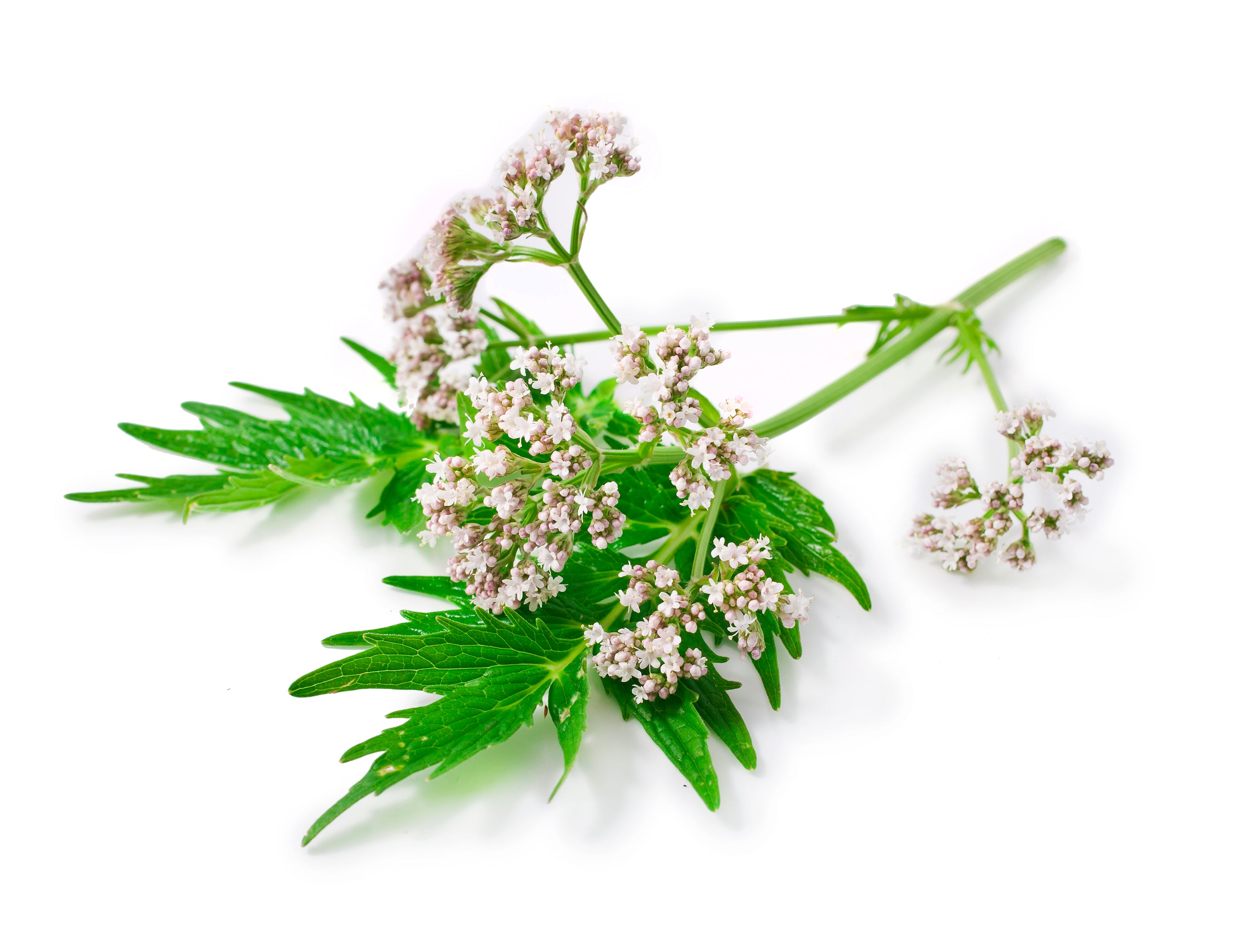 Valeriana officinalis на белом фоне