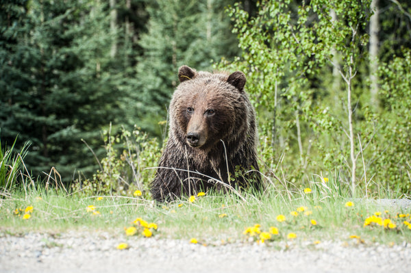 Brown Bear Sitting On Grass in Forest