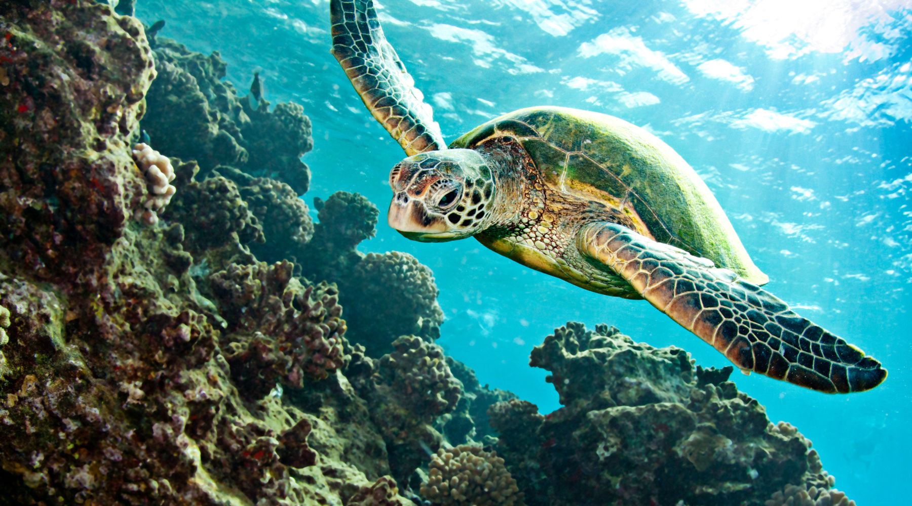 1,2,3,4,5,6,7,8,9,10 Important Facinating Facts About Sea Turtles You Didn't Know - Forever Wildlife