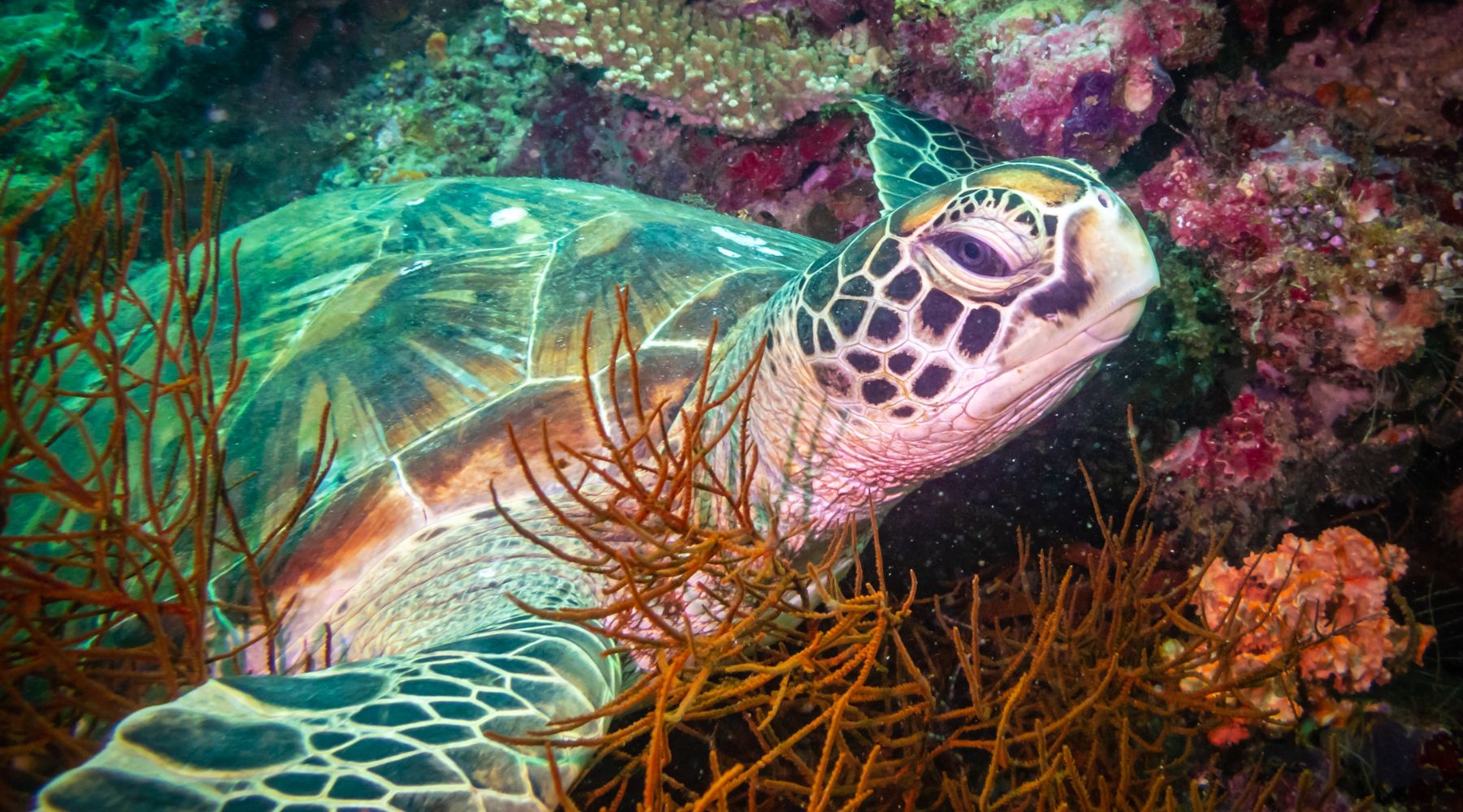1,2,3,4,5,6,7,8,9,10 Important Facinating Facts About Sea Turtles You Didn't Know - Forever Wildlife