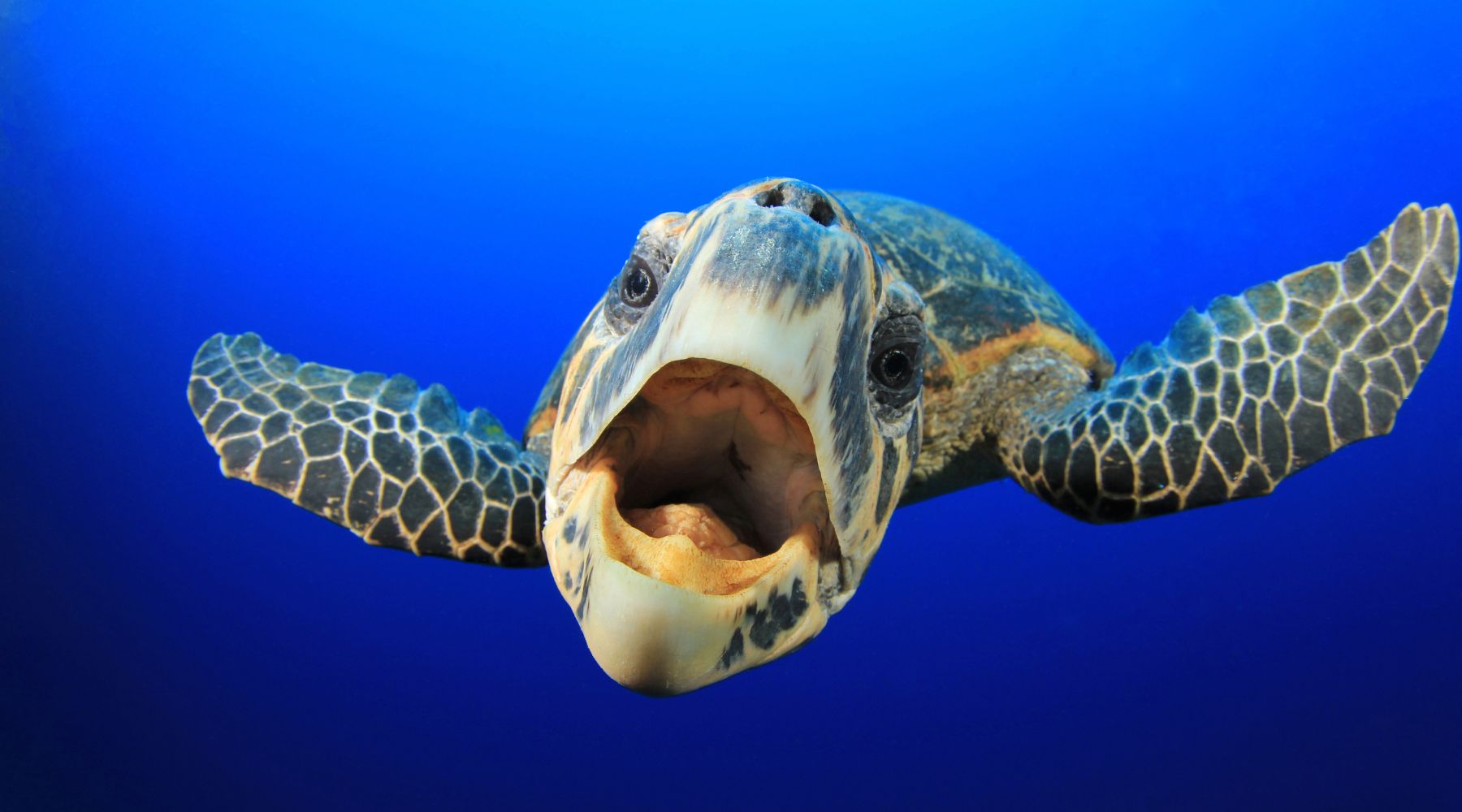 1,2,3,4,5,6,7,8,9,10 Important Facinating Facts About Sea Turtles You Didn't Know - Forever Wildlife