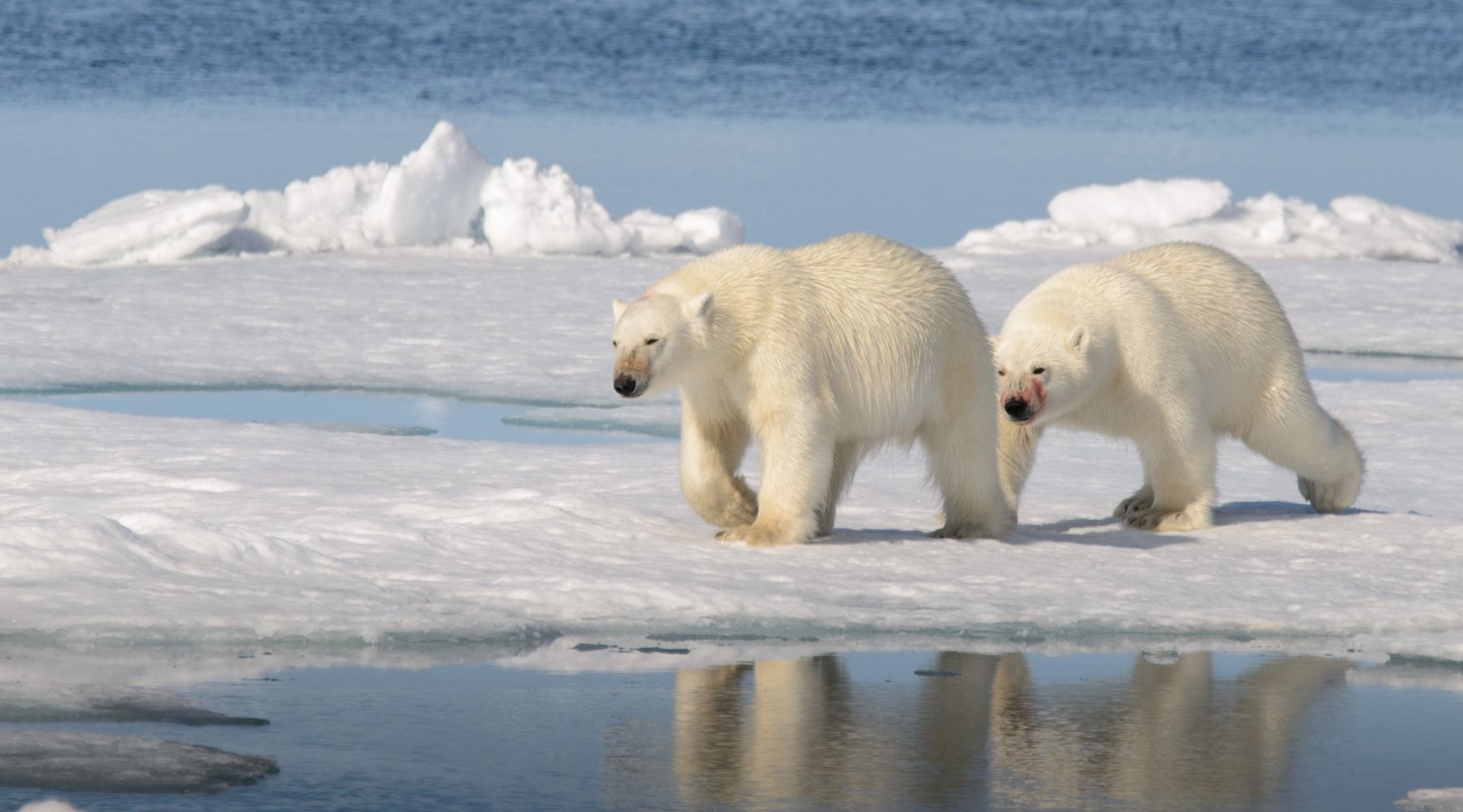 10 Facts About Polar Bears, Polar Bears Habitat, Interesting Facts About Polar Bears - FOREVER WILDLIFE