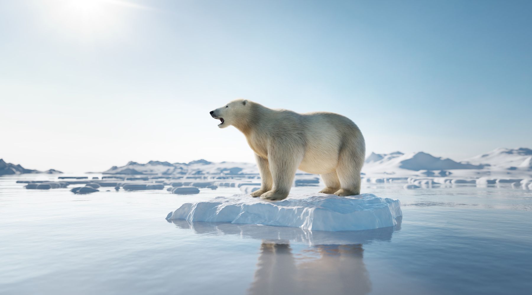 10 Facts About Polar Bears, Polar Bears Habitat, Interesting Facts About Polar Bears - FOREVER WILDLIFE